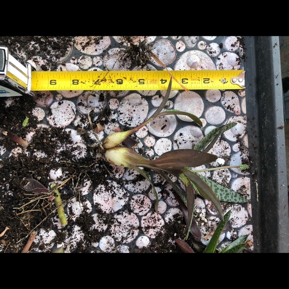 Succulents - Picture 7 of 8